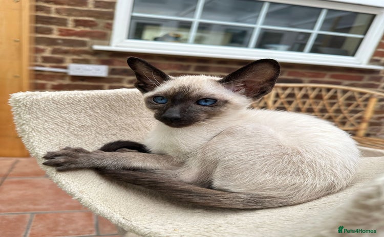 Siamese cats - Advert 2