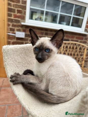 Siamese cats - Advert 5