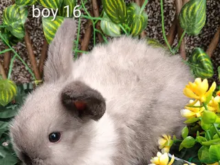 Mini Lop rabbits Mini lop babies - Advert 20