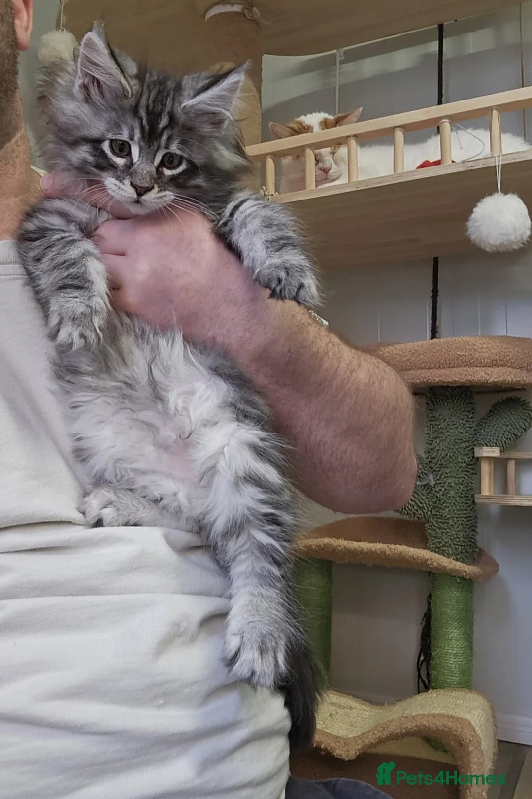 Maine Coon cats for sale: Giants maine coon kittens  in Aylesbury - Advert 2