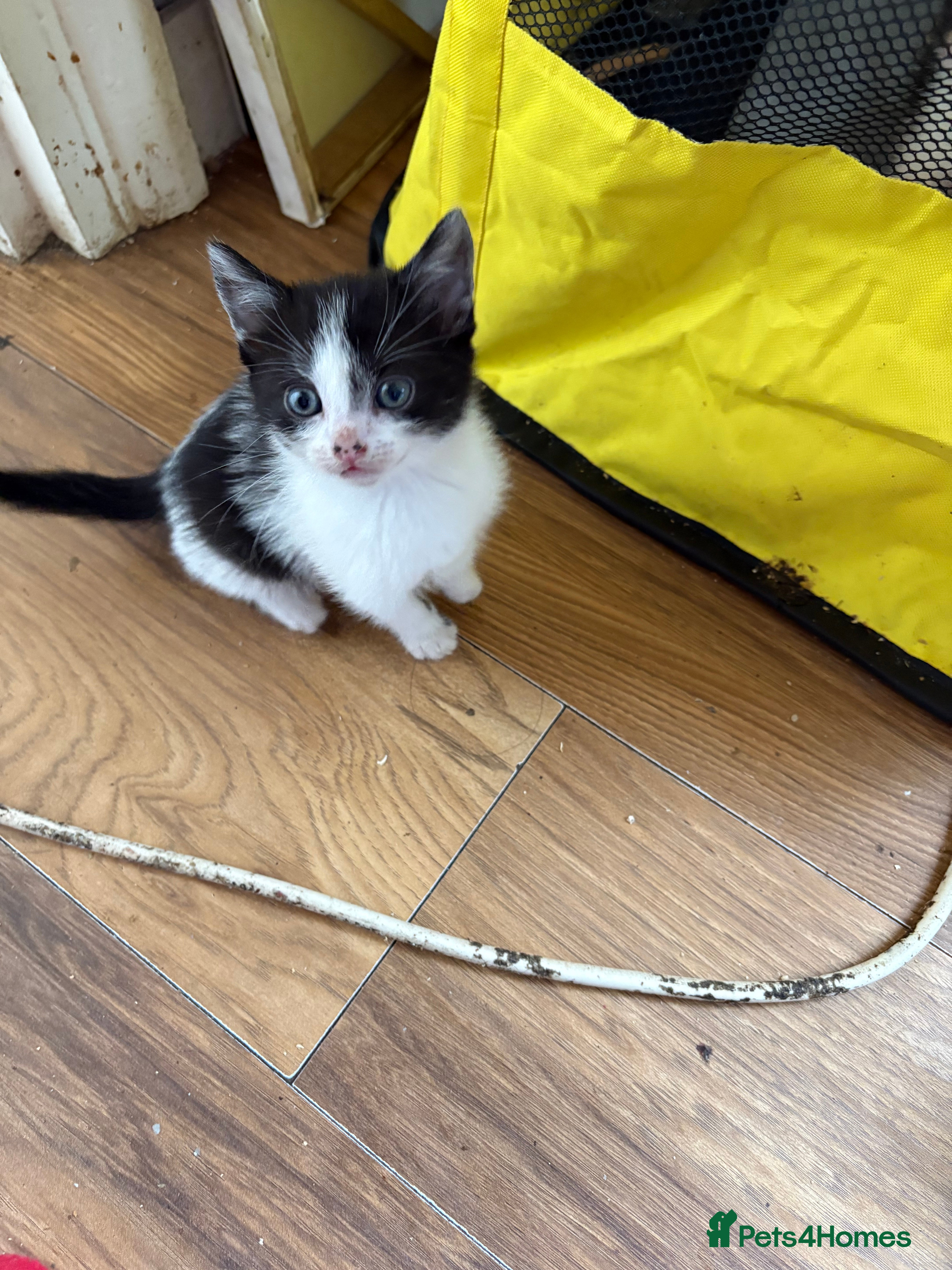 Mixed Breed cats 2 kittens  - Advert 18