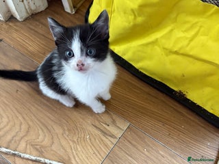 Mixed Breed cats - Advert 23