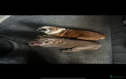 English Bulldog dogs for sale: English bulldog Lola  - Image 5