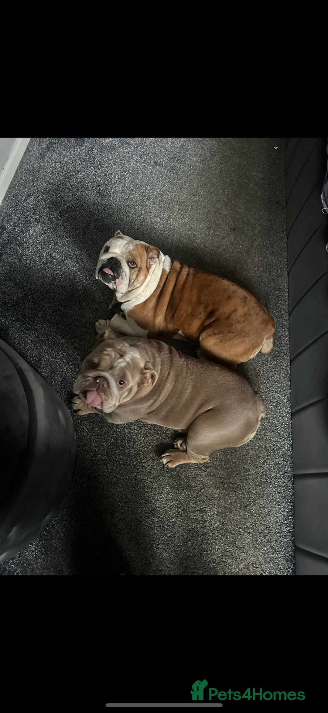 English Bulldog dogs for sale: English bulldog Lola  - Image 5