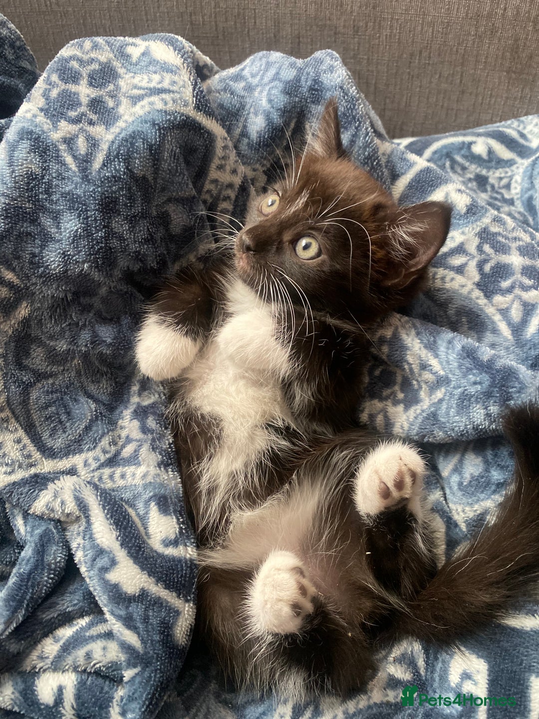 Mixed Breed cats for sale: beautiful kittens❤️ - Image 7