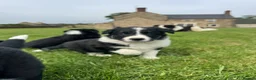 Border Collie dogs for sale: Border Collie Puppy’s litter of 6 gorgeous pups.  - Advert 27