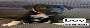 Orange collar 