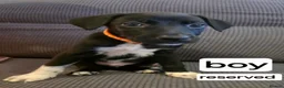 Mixed Breed dogs for sale: Belgian malinios x Dalmatian puppies 10 weeks old  in Oxford - Advert 8