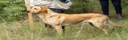 Labrador Retriever dogs for stud: FFTCh Marstonprior Grenadier of Wedgnock (Cider) - Advert 2