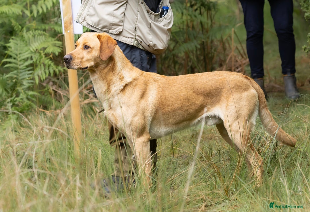 Labrador Retriever dogs for stud: FFTCh Marstonprior Grenadier of Wedgnock (Cider) - Advert 2