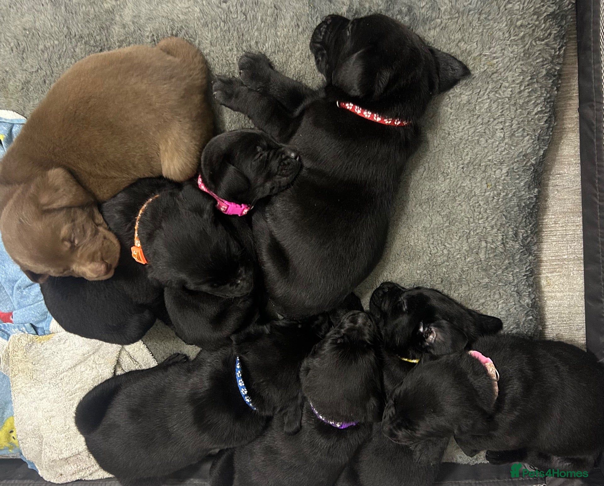 Labrador Retriever dogs Labrador puppies looking for a loving home ♥️ - Advert 8