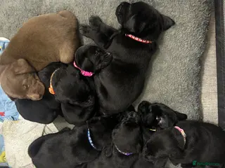 Labrador Retriever dogs Labrador puppies looking for a loving home ♥️ - Advert 5