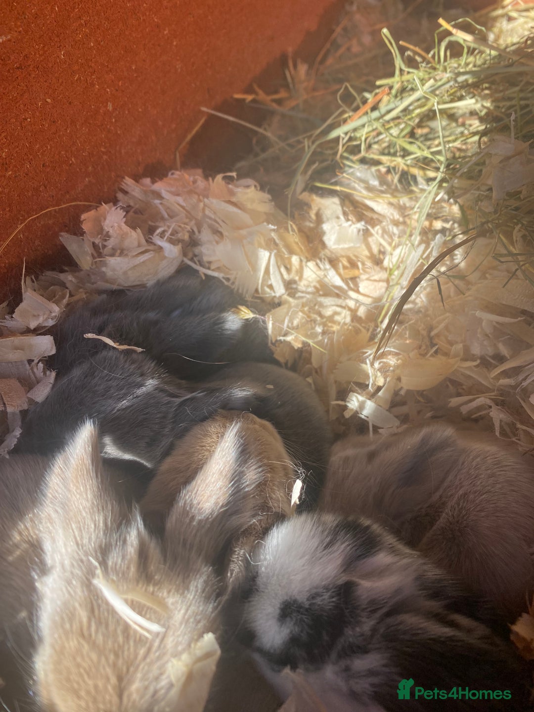 Mini Lion Lop rabbits for sale: pure bread mini lops  - Advert 1