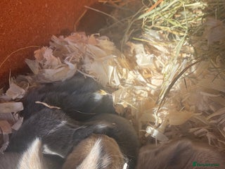 Mini Lion Lop rabbits Mimi lops for sale all colours . - Advert 15