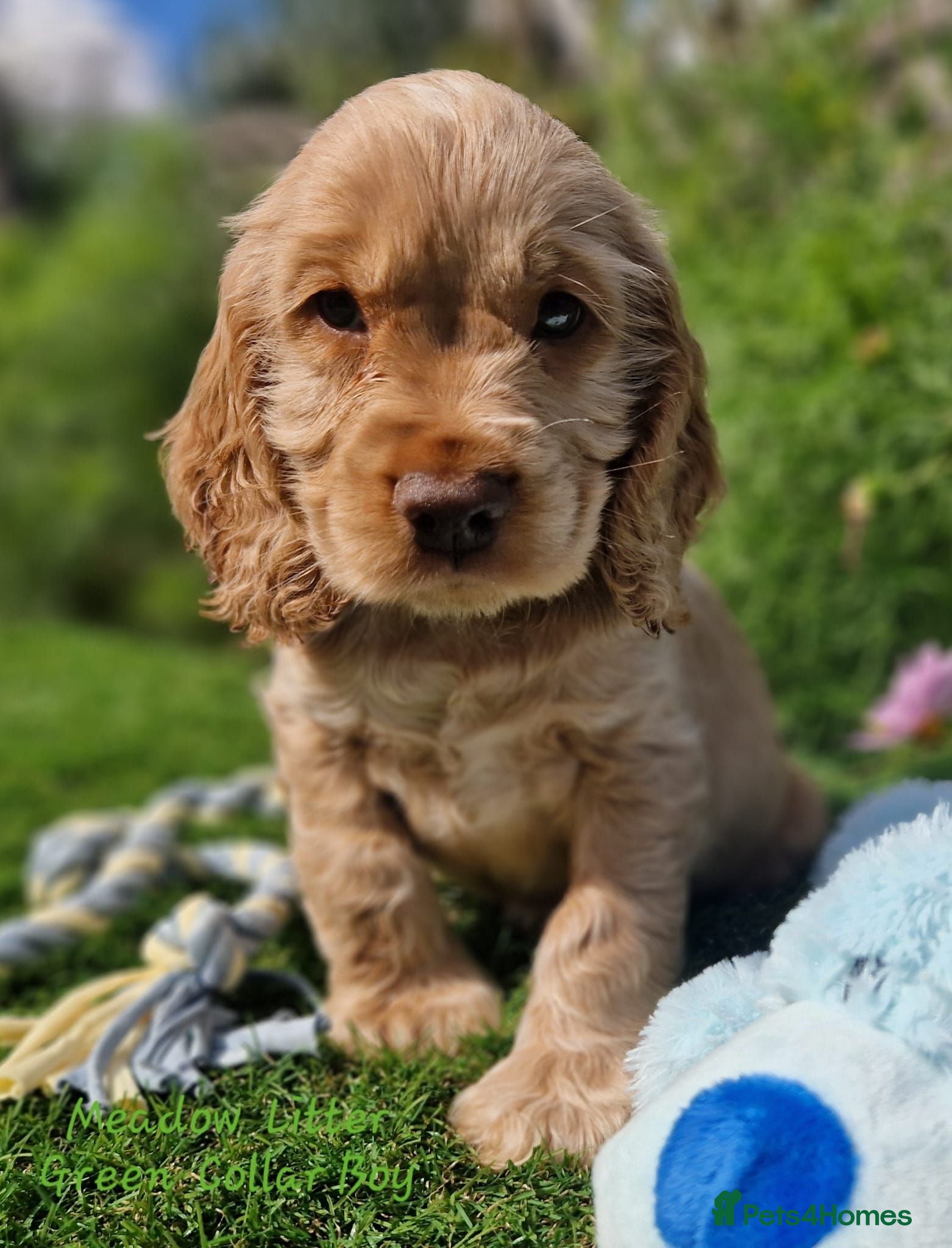 Cocker Spaniel dogs Pedigree Cocker Spaniel Puppies  - Advert 1