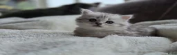 British Longhair cats for sale: Most Beautiful British Longhair Kittens - Advert 8