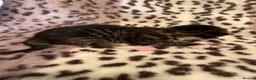 Bengal cats for sale: 4 beautiful Bengal X kittens for sale  - Advert 5