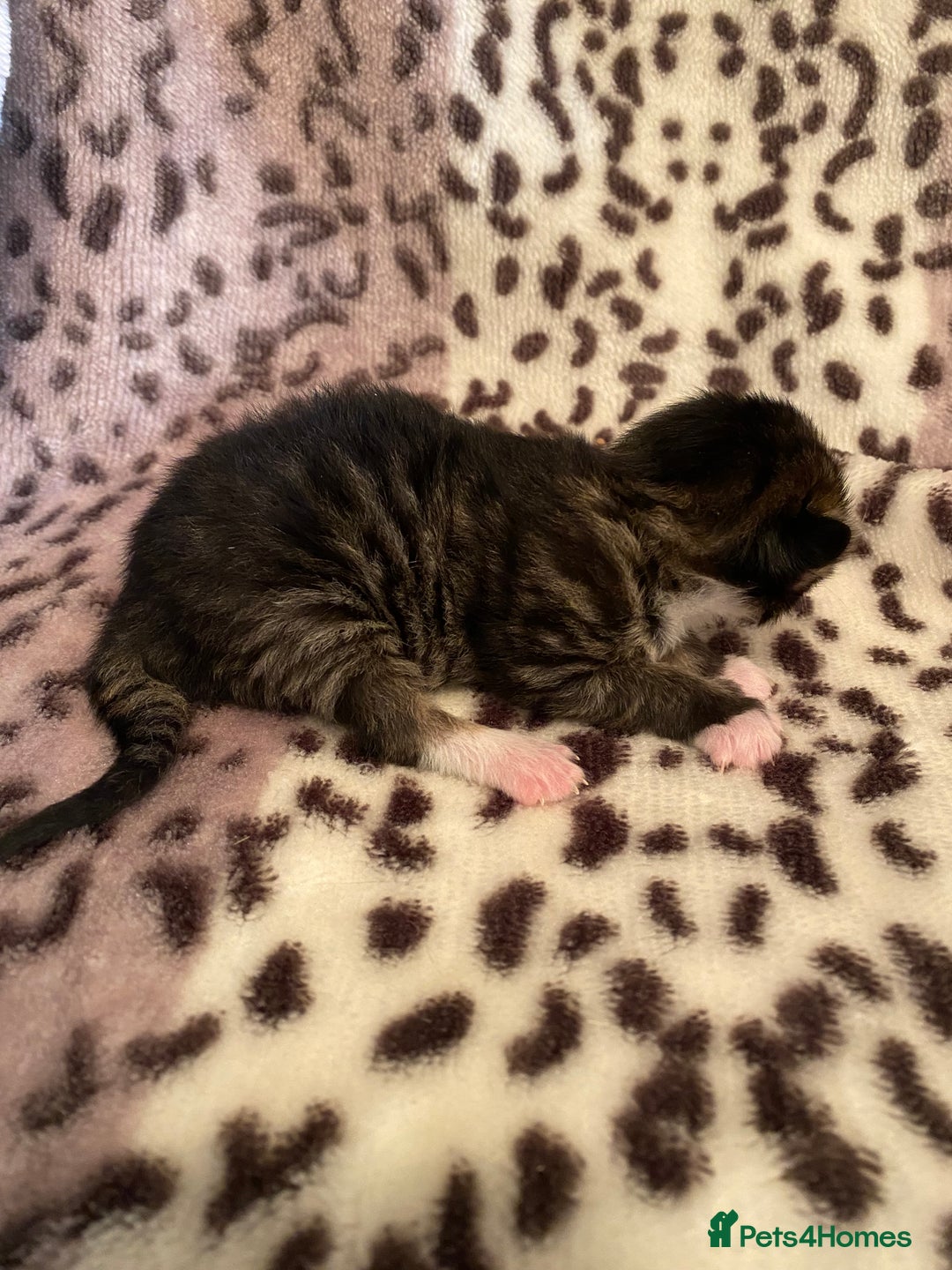 Bengal cats for sale: 4 beautiful Bengal X kittens for sale  - Advert 5