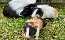 Guinea Pig rodents for sale: Baby Guinea Pigs for sale  - Image 2