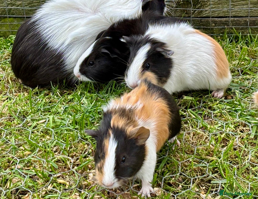 Guinea Pig rodents for sale: Baby Guinea Pigs for sale  - Image 2