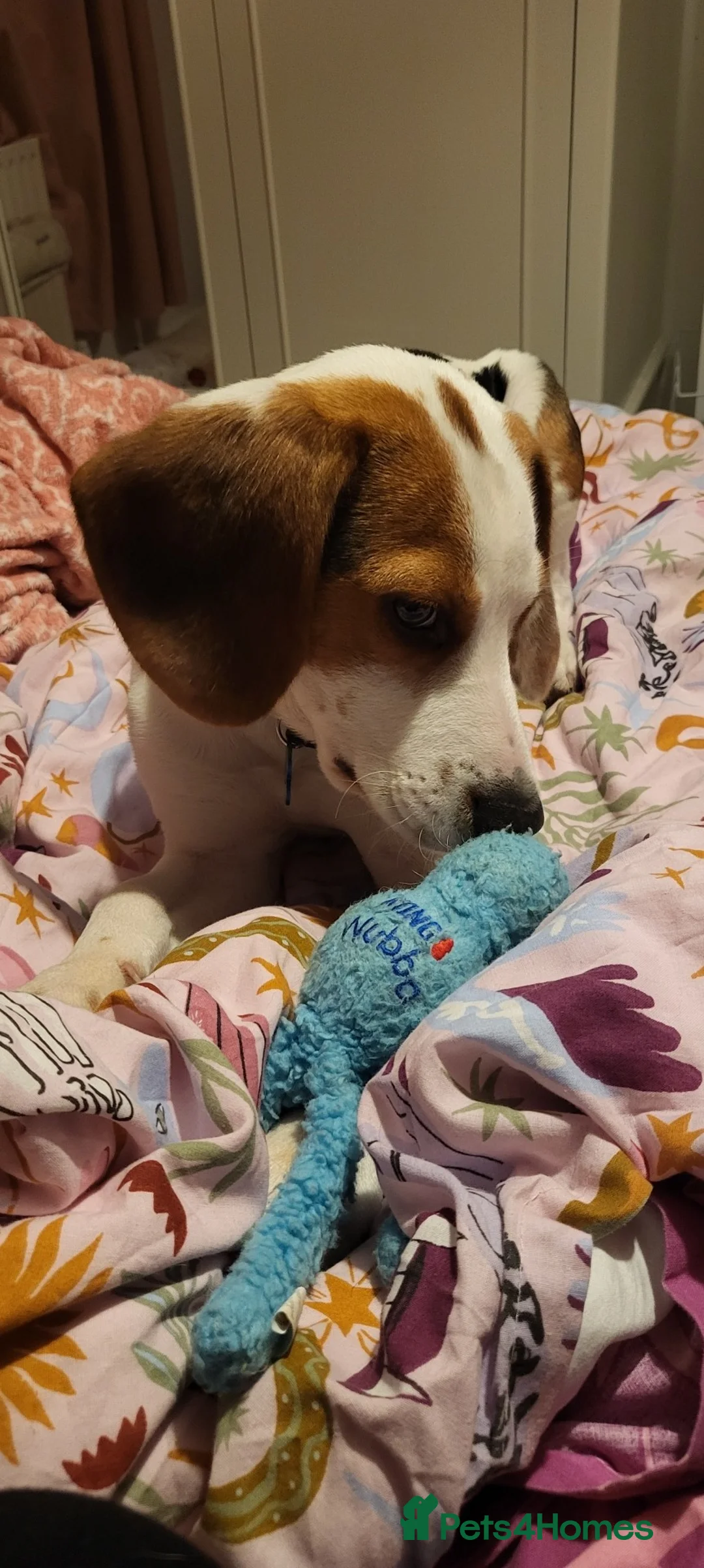 Beagle dogs for sale: Beagle boy 6 months old - Advert 4