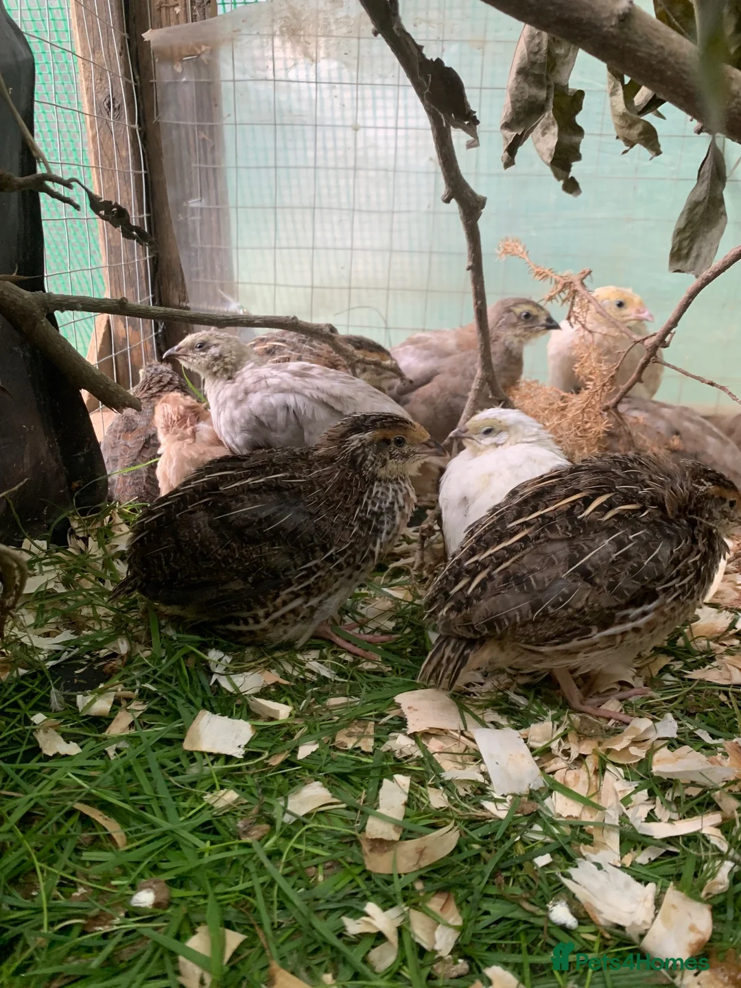 Quail poultry for sale: Mixed Japanese Coturnix Quail 6week old - Advert 2