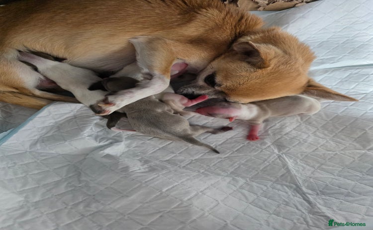 Chihuahua dogs - Advert 1