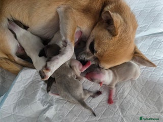 Chihuahua dogs - Advert 30