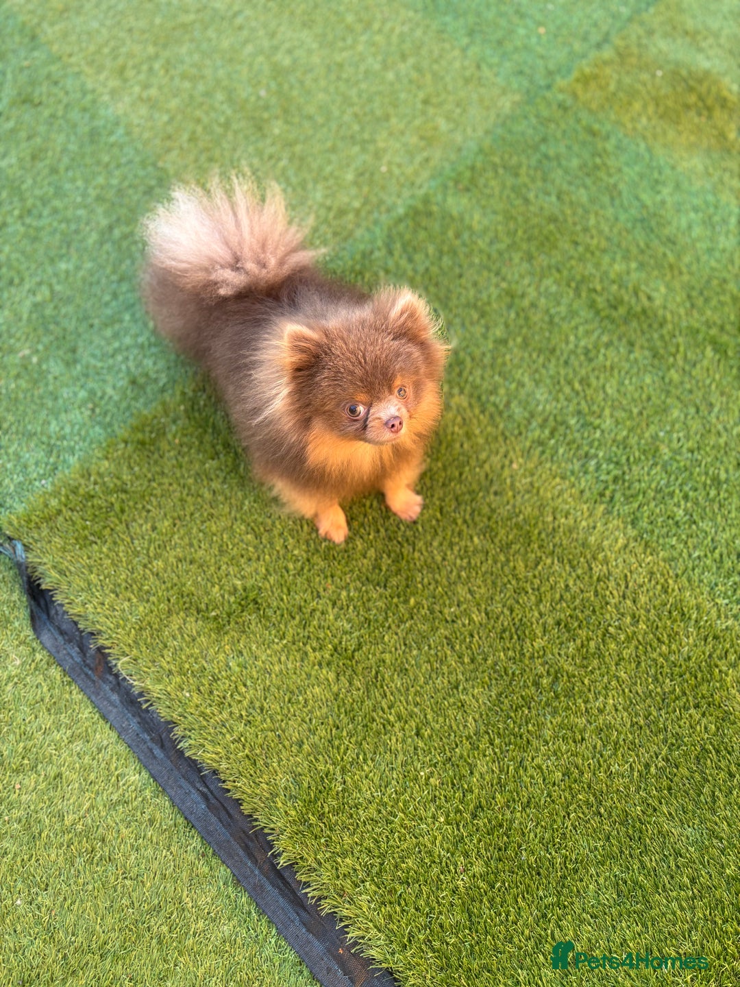 Pomeranian dogs for stud: 1.6kgPuppysize teddybear lilac and tan Pomeranian  - Advert 1