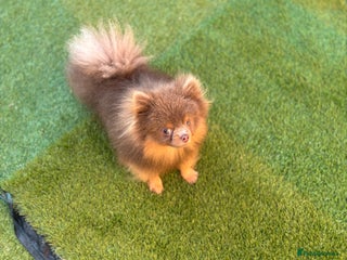 Pomeranian dogs 1.6kgPuppysize teddybear lilac and tan Pomeranian - Advert 1