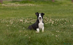 Mixed Breed dogs for sale: 🐾 Jack Russell x Border Collie Puppies  - Image 23