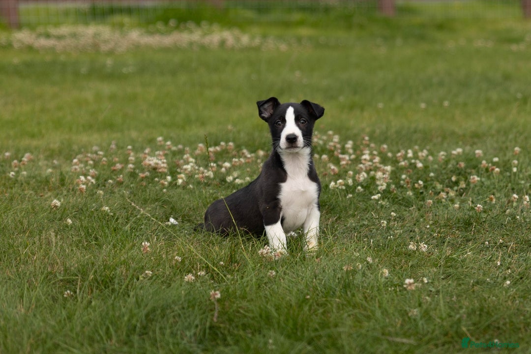 Mixed Breed dogs for sale: 🐾 Jack Russell x Border Collie Puppies  - Image 23