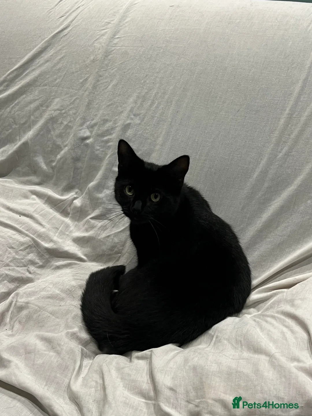 Mixed Breed cats for sale: Loving lucky black cats - Advert 16