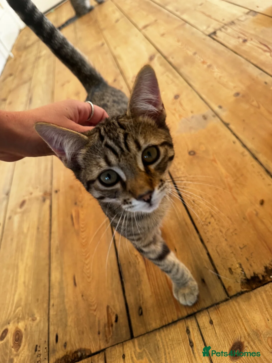 Mixed Breed cats for sale: Mr and Mrs Kitten bum - Advert 2