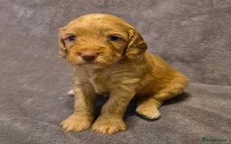 Cockapoo dogs for sale: READY NOW !! ONLY 3 COCKERPOO PUPPIES LEFT !!! in Alfreton - Image 14