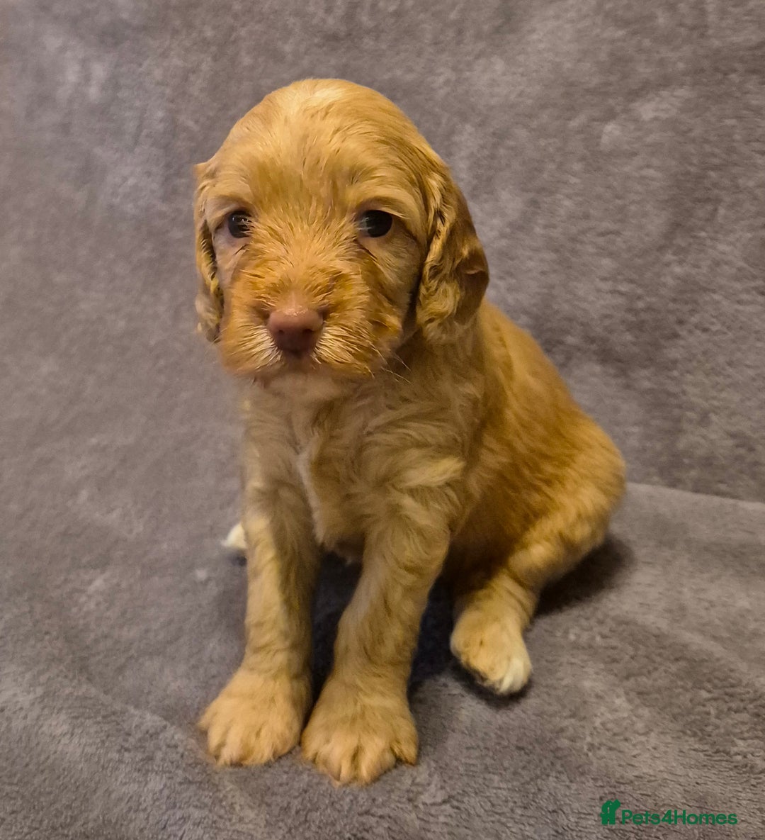 Cockapoo dogs for sale: READY NOW !! ONLY 3 COCKERPOO PUPPIES LEFT !!! in Alfreton - Image 14