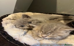 British Shorthair cats for sale: Beautiful bsh lilac kittens  - Image 3