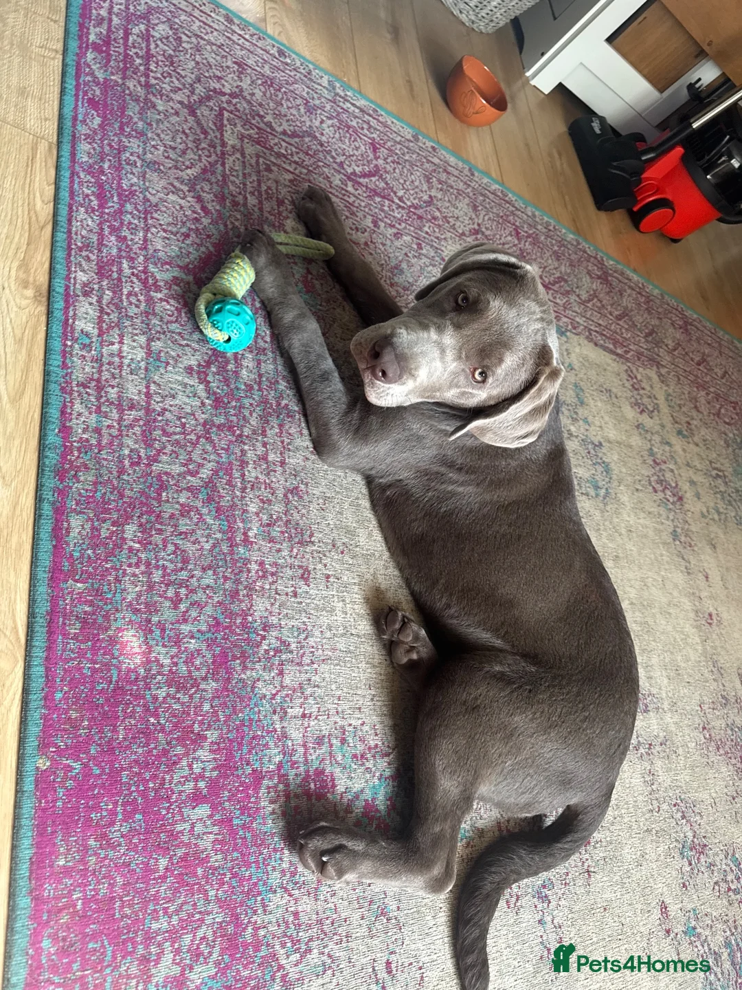 Mixed Breed dogs for stud: Silver Labrador Retriever X Cane Corso up for Stud - Advert 2