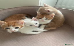 Mixed Breed cats for sale: Sweet Little Kittens Ready Soon - Advert 2