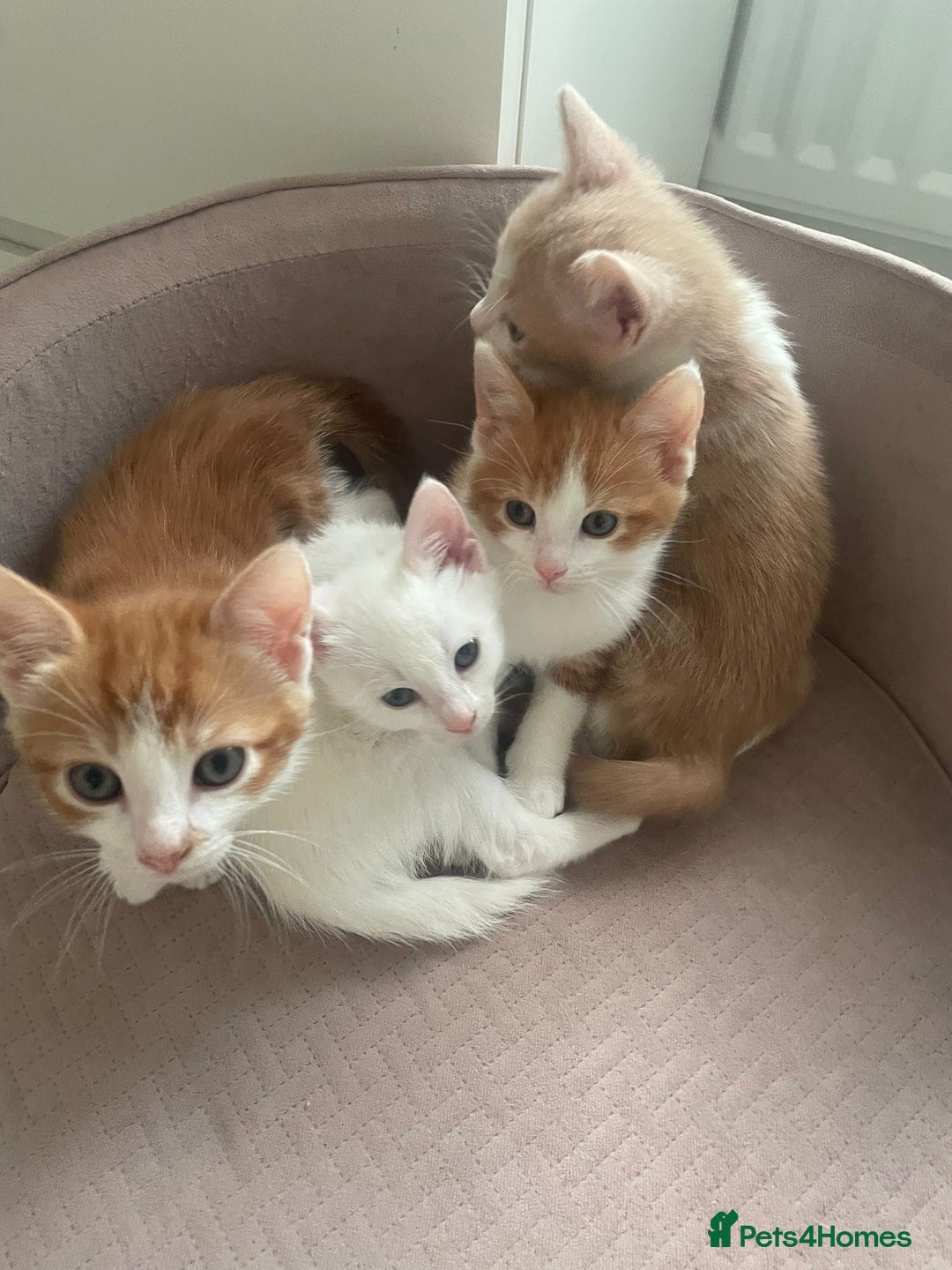Mixed Breed cats for sale: Sweet Little Kittens Ready Soon - Advert 2