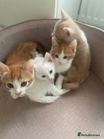Mixed Breed cats Sweet Little Kittens Ready Soon - Advert 7