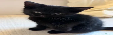 Mixed Breed Kitten 2 (Blue collar)