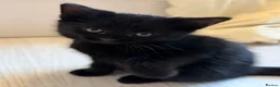 Mixed Breed cats for sale: 5 Beautiful Black Mixed Breed Kittens - Advert 29
