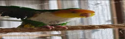 Parrots birds for sale: RARE Pair of Green-Thighed Caiques - Advert 6