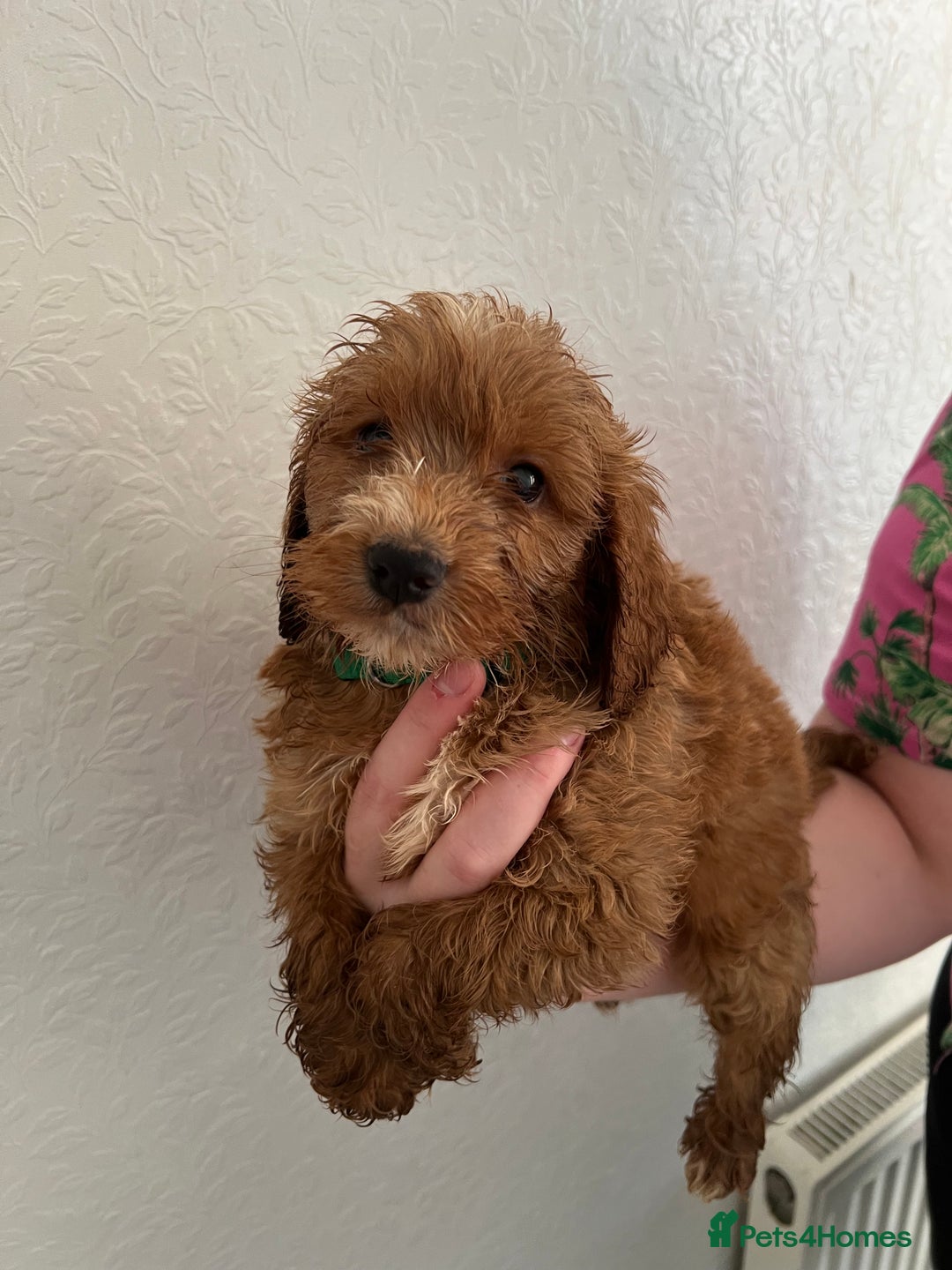 Cockapoo dogs for sale: Fluffy F1 puppies ready 27-09  - Image 11