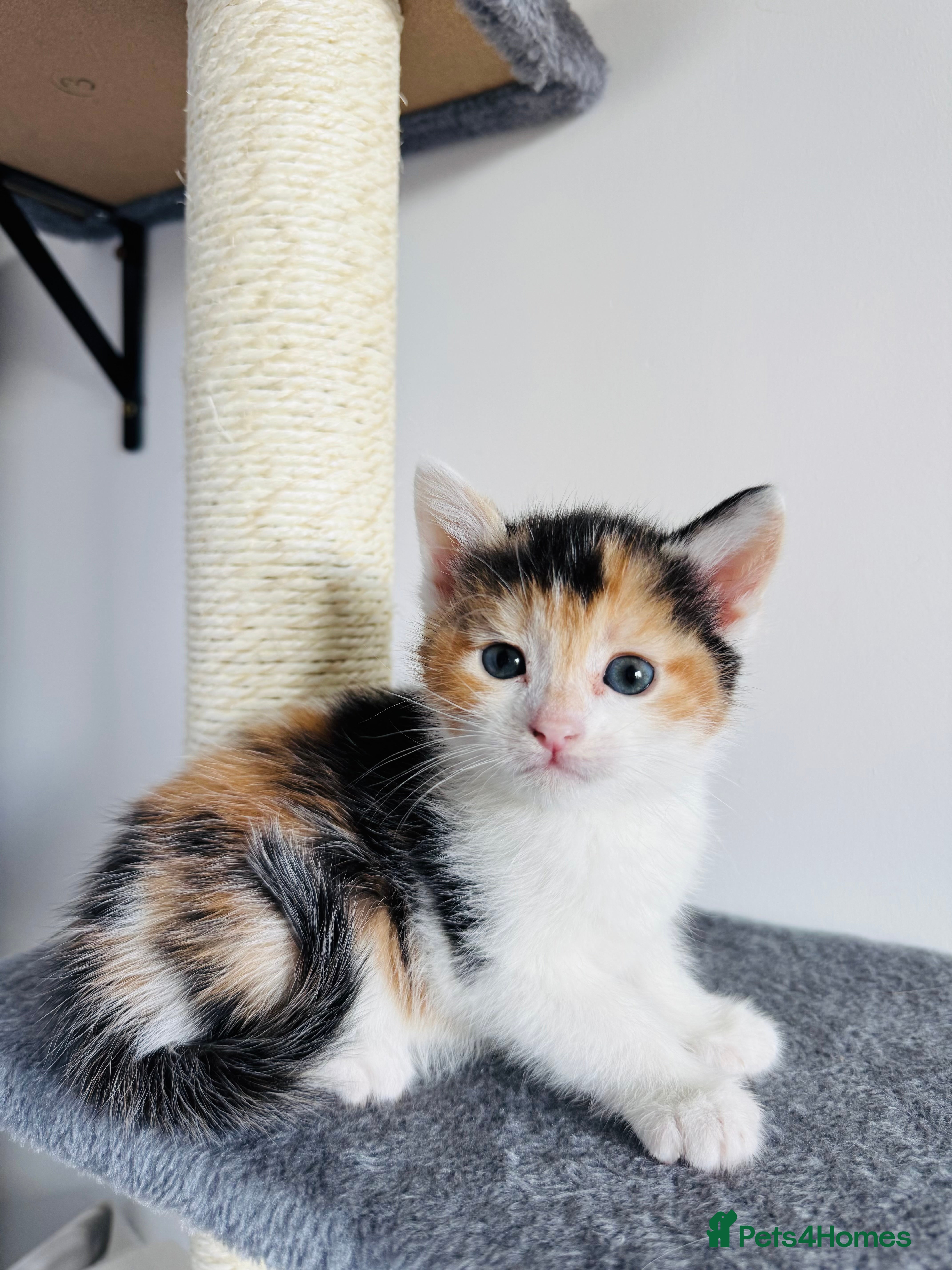 Mixed Breed cats Adorable Fluffy Kittens Looking for Loving Homes - Advert 2