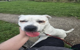 Mixed Breed dogs for adoption: Izzy  - Image 5