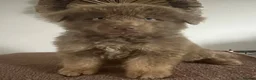 German Shepherd dogs for sale: German Shepherd Puppies Liver Tan Isabella Tan  - Advert 28