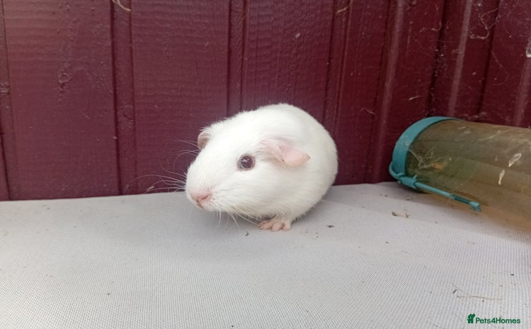 Guinea Pig rodents - Advert 7