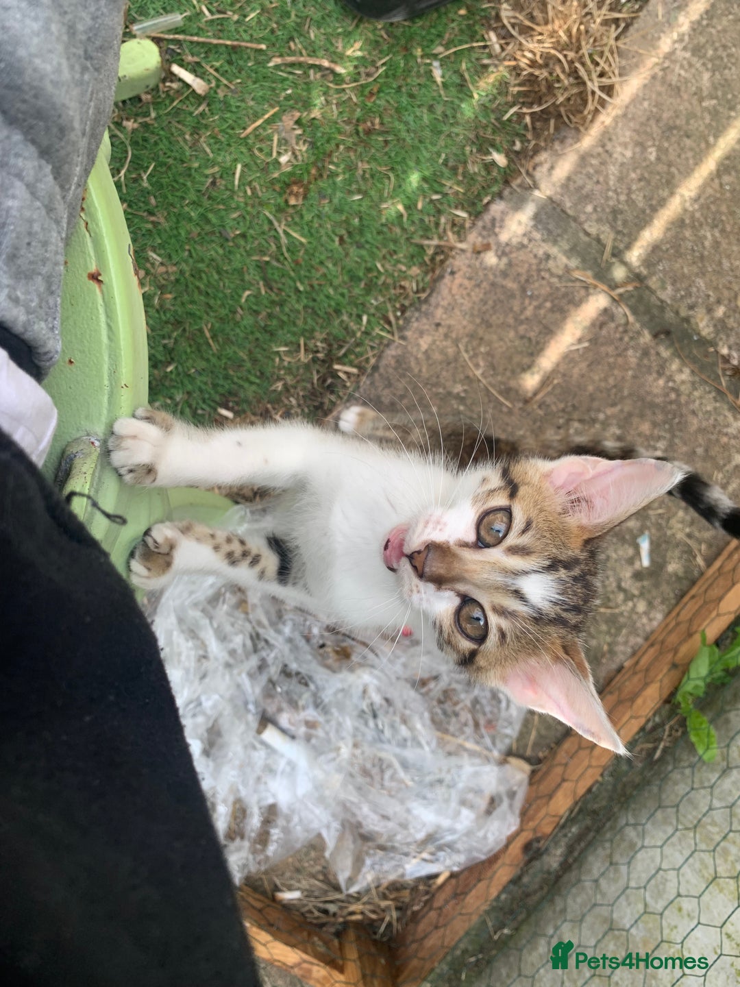 Bengal cats for sale: MIXED BENGAL KITTENS - Image 11